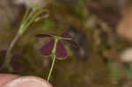 Tufted yellow woodsorrel